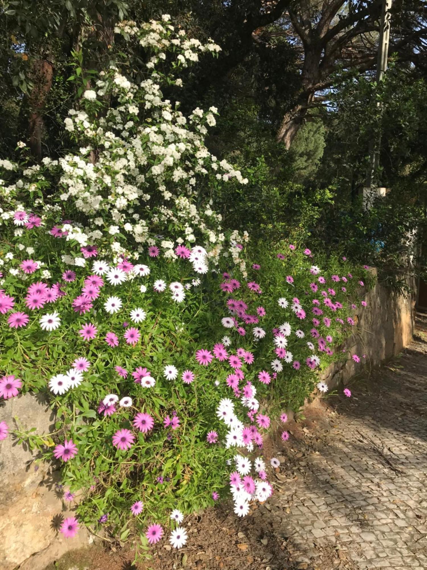 Quinta Dos Canais Setúbal Extérieur photo